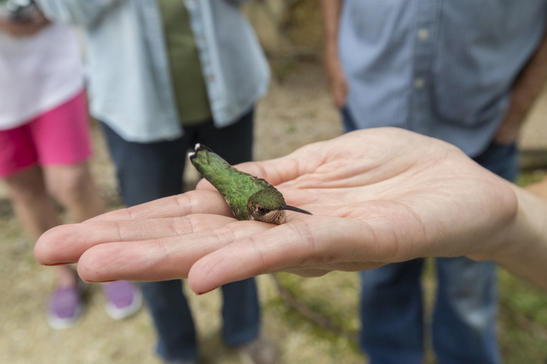 Hummingbirds banded